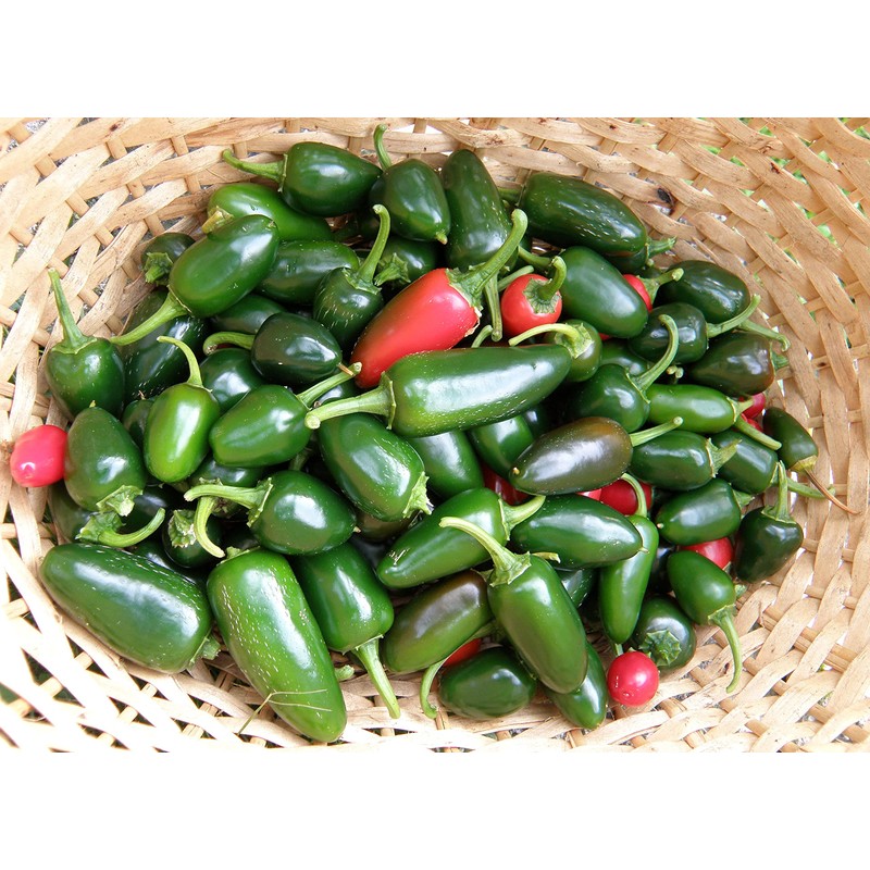 SeedsUP - 30+ Seeds Jalapeno Chili Pepper - Vegetable Green