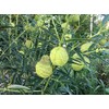 Oscar Plant Milkweed Gomphocarpus Premium Seeds for Planting Packet Monarch