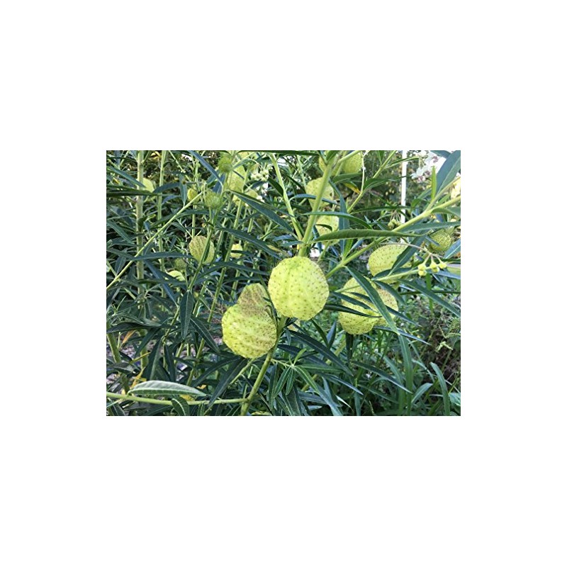Oscar Plant Milkweed Gomphocarpus Premium Seeds for Planting Packet Monarch