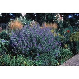 Dark Knight Bluebeard Bush - Live Plant Shipped 1 Foot Tall in Gallon Containers by DAS Farms (No California)
