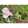 Buy Rare Seeds Capparis spinosa | Spineless Caper Bush |