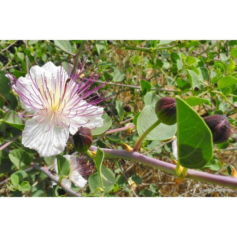Buy Rare Seeds Capparis spinosa | Spineless Caper Bush |