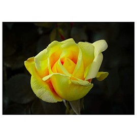 Yellow Rose Birthday Card. (Inside Reads: Happy Birthday)