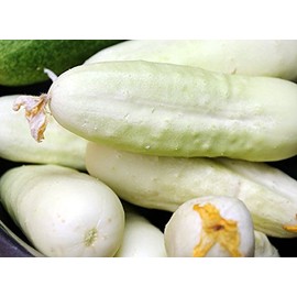 30 White Wonder Sweet Cucumber Seeds, Heirloom Non-GMO, a.k.a. Albino, Ivory King, Jack Frost, Landreths White Slicing, Cucumis sativus, from USA