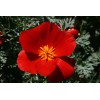 The Gardening World 500 California Poppy Flower Seeds Red Chief