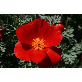 The Gardening World 500 California Poppy Flower Seeds Red Chief Eschscholzia Californica