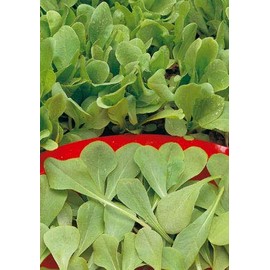 Salerno Seeds Chicory Cicoria Zuccherina Di Trieste 7 Grams Made in Italy Italian Non-GMO