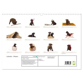 Labrador - Welpen (Wandkalender 2026 DIN A3 quer), CALVENDO Monatskalender: Wandkalender Labrador - Welpen (CALVENDO Tiere)