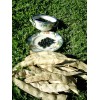 Italian pole bean MAGIC! Original Italian Vigo Romano Flat POLE