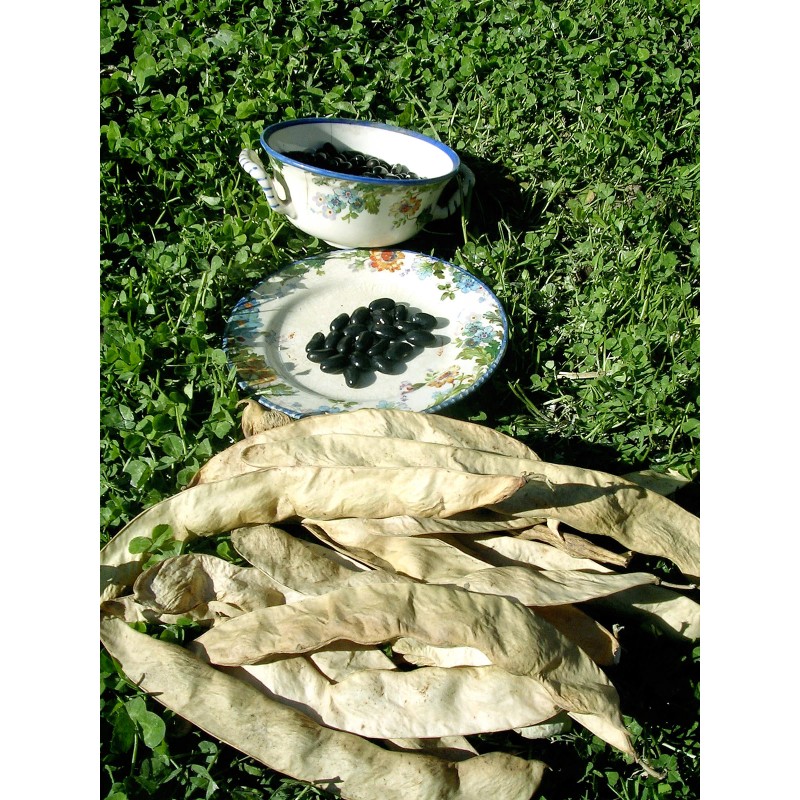 Italian pole bean MAGIC! Original Italian Vigo Romano Flat POLE