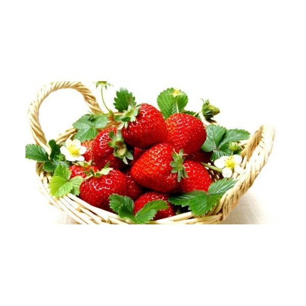 Everbearing Ozark Beauty Strawberry Plants 20 Bare Root Plants - TOP PRODUCER