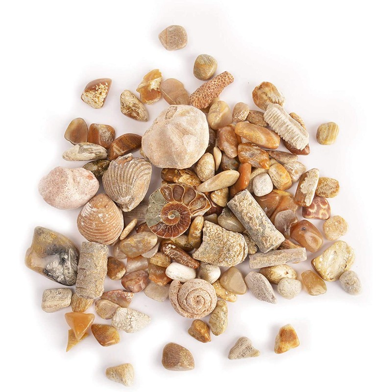 Namvo Fossil and Rock Box Set for School Geological Education