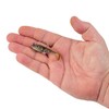 Berkley PowerBait Agent E Fishing Soft Bait, HD Goby, 2