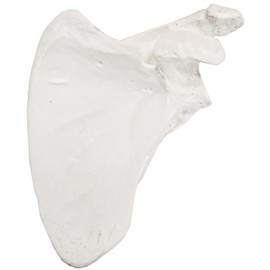Axis Scientific Shoulder Anatomy Model of Left Scapula Bone | Shoulder Blade Model Details Skeletal Anatomy of Scapula | Scapula Model Shows Bony Landmarks and Anatomical Detail | 3 Year Warranty