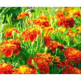 French Marigold Seeds for Planting - Plant & Grow Heirloom French Marigolds in Home Outdoor Garden – Planting Instructions for Vibrant Rare Blooms – Great Gardening Gift, 3 Packets, Orange, Red