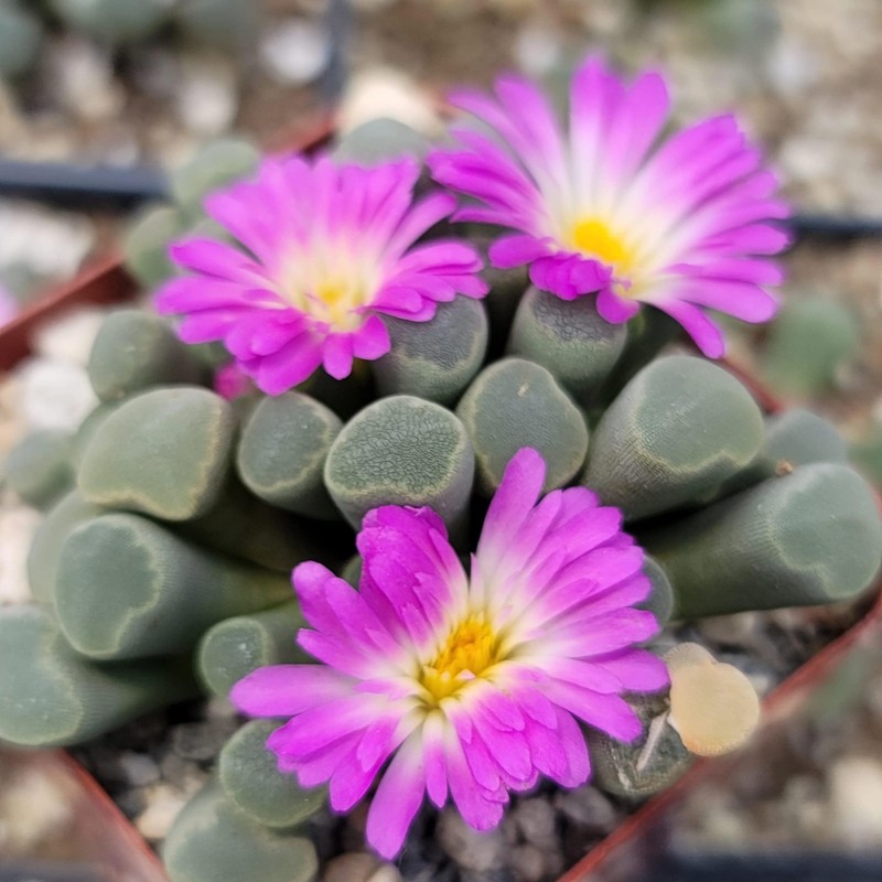 Fairy Elephant's Feet - Frithia Pulchra Cacti Cactus Succulent Real