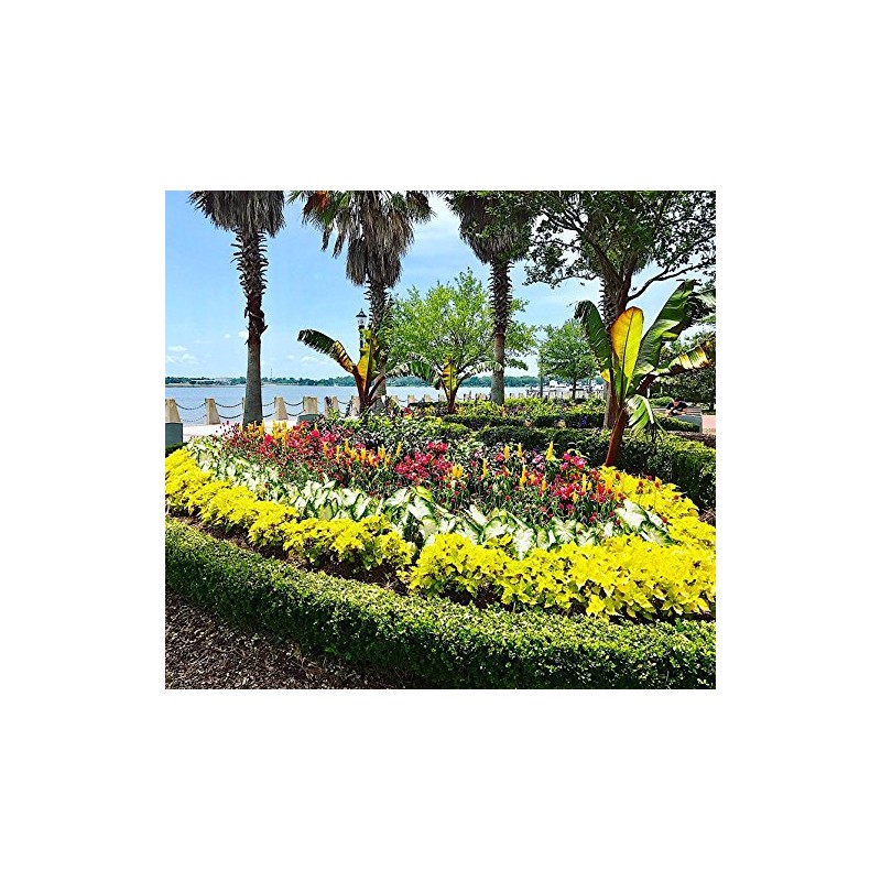 Nelson Plant Food - NutriStar Palm Food - 25 lb.
