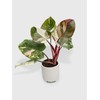 Bumble Plants Philodendron Red Medusa - Live Plant Easy Care,