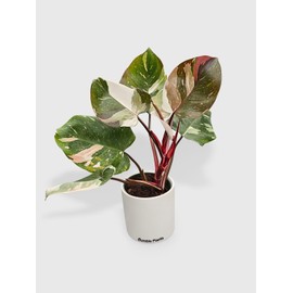 Bumble Plants Philodendron Red Medusa - Live Plant Easy Care, Low Maintenance for Home Decor