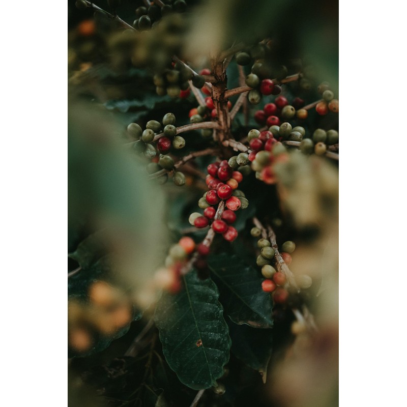 Sumatra Mandheling Coffee Beans. Medium Roast Whole Coffee Beans, Single