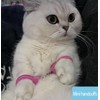 EFYUE Cat Toy Mini Handcuffs Cat Novelty Toy Pink Metal
