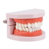 Rosenice Tooth Model Dental Model, Standard Dental Teaching, Study Typodont