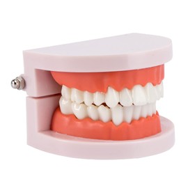 Rosenice Tooth Model Dental Model, Standard Dental Teaching, Study Typodont Demonstration Tool