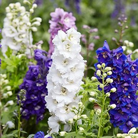 Larkspur Flower Garden Seeds - Giant Imperial Color Mix - 1 Oz - Annual Flower Gardening Seeds - Consolida ambigua