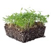 Parsley Seeds - Plain or Single - 5 Lb ~120,000