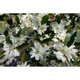 CZ Grain Sweetbay Magnolia Seedlings for Planting - Live Trees - Magnolia Virginiana - 5 Seedlings