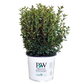 Proven Winners - Physocarpus op. Tiny Wine (Ninebark) Shrub, dark foliage/ dwarf , #3 - Size Container