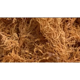 100% Pure Wildcrafted Sea Moss