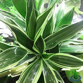 Greenpro Dracaena Sanderiana 3 Bundles Lucky Bamboo Freshwater Live Aquarium Plants Background Fish Tank Decoration