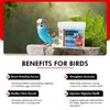 Morning Bird Breeders Blend 1.5 Oz – Protein Supplement for