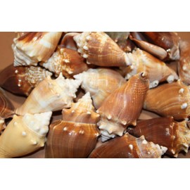 40pc, Natural Strombus Pugilis Fighting Conch Seashells, 2-3/4 x 3-1/2 inches, Craft Collection, Brown and Cream, Shell Art, Sailors Valentines, Beach Decor, SS-13