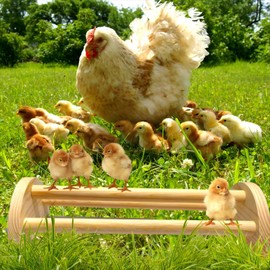 XLpeixin Chicken Perch Roosting Pole, Extra Long Safe Perch Stand for Chicks/Hens,Training Chick Roosting Perches for Mini Baby Chicks,Fun Toys for Chick