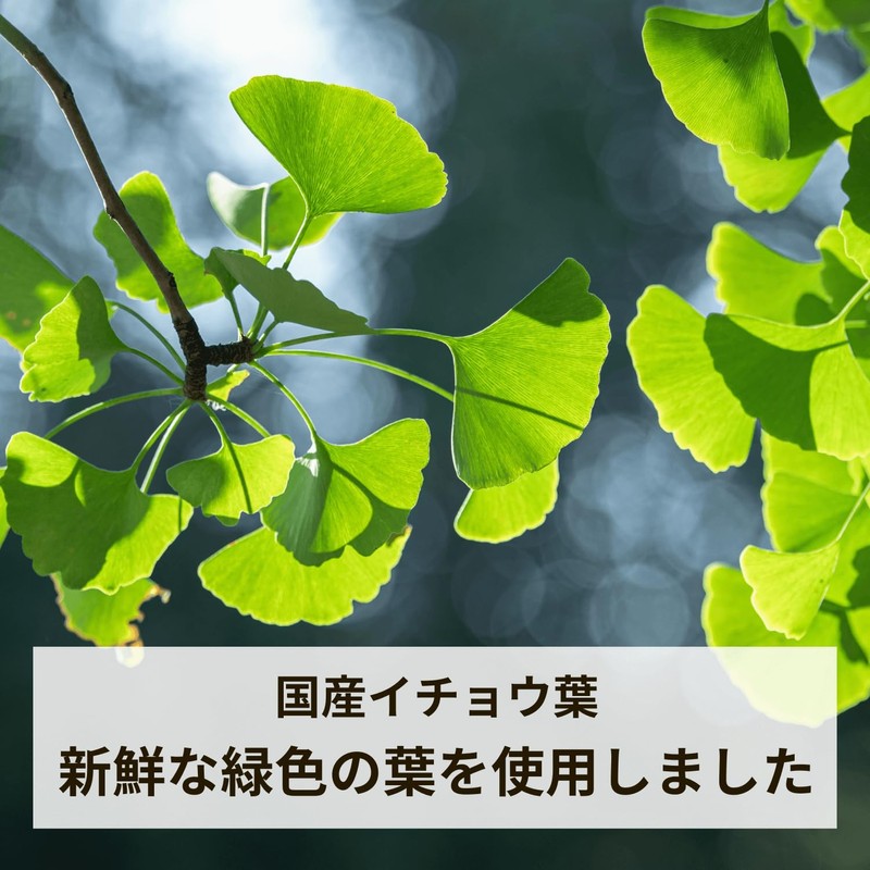 Domestic Ginkgo Biloba Tea, 0.1 oz (3 g) x 30