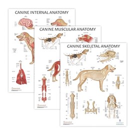 Anatomy Lab Canine Muscular and Skeletal Systems with Internal Organ Anatomy Poster Set - 3 PACK LAMINATED, Veterinary Anatomy Physiology, 17.3 x 22.5 Inches - Anatomy of the Dog