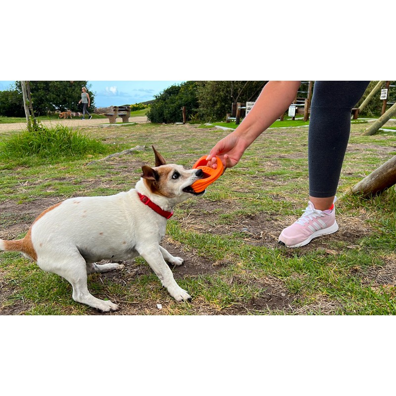 Van Ness Pets Doggi Catch and Carry Flying Disc Floating
