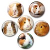 Merchandise for Fans Guinea Pig Fridge Magnets Set of 6