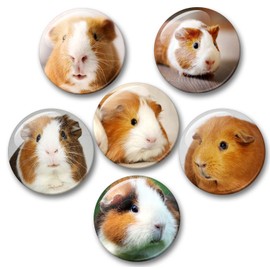 Merchandise for Fans Guinea Pig Fridge Magnets Set of 6 [01]