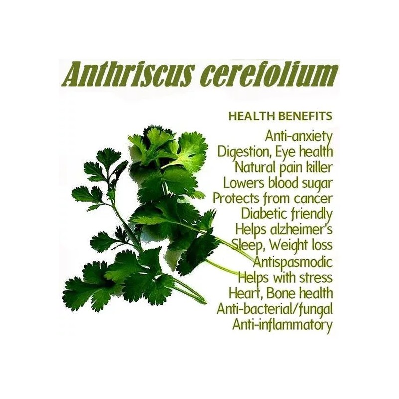 350+ Chervil Seeds-Culinary and Medicinal - NON-GMO,Organi