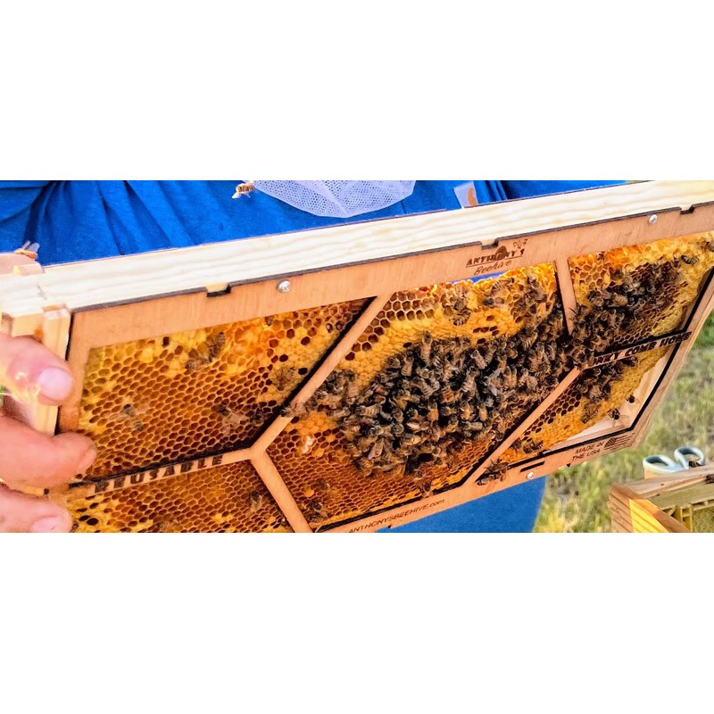 Anthony's Beehive New Essential Beekeeping Tool for Easily Securing Hive