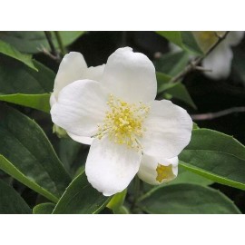 Buy Rare Seeds Philadelphus coronarius | English Dogwood | Sweet Mock Orange | 200_Seeds
