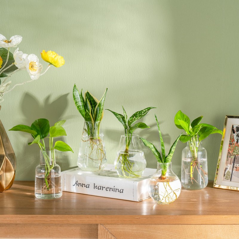 Mkono Propagation Vases for Plants, Set of 5 Small Glass