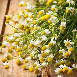 Chamomile Seeds - German - 1 Ounce - Herb Seeds, Heirloom Seed, Open Pollinated Seed Attracts Bees, Attracts Butterflies, Attracts Pollinators, Easy to Grow & Maintain, Extended Bloom Time