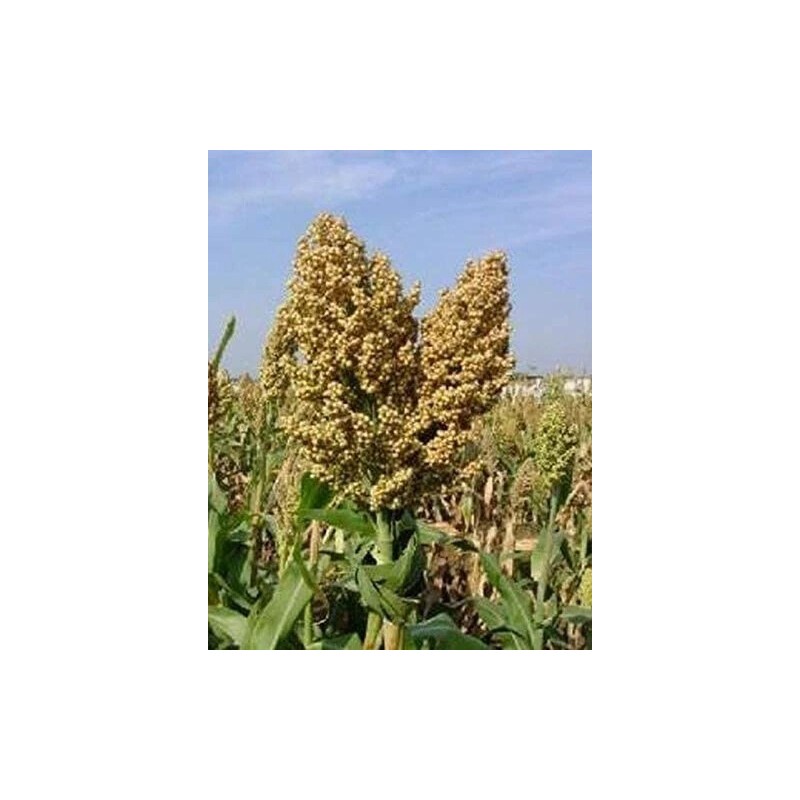 Link Sweet Sugar Drip Sorghum Seeds - 800-1000 seeds