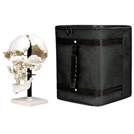 Vision Scientific VAL250-CC3 Life Size Beauchene Model | “Exploded” to Show How Bones Fit Together | Disarticulated, Mounted on Wire to Retain Spatial Relationship | W Key Card and Carrying Case