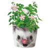 Seishin Pottery GD-85803 Home Garden, Easy Growing Kit, Mini Rose,