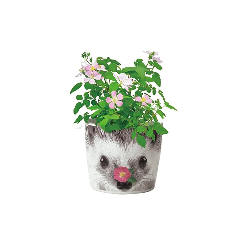 Seishin Pottery GD-85803 Home Garden, Easy Growing Kit, Mini Rose,
